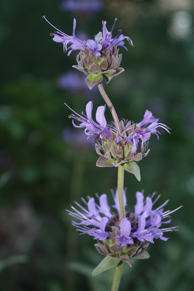 The Edible Garden Harvest Monday