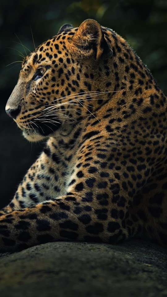 Wild Predator Leopard Galaxy Note HD Wallpaper Wild Predator Leopard Galaxy Note HD Wallpaper