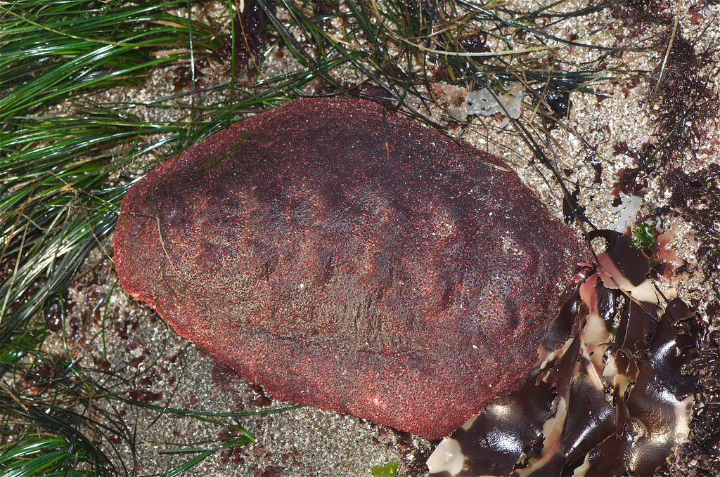 Real Monstrosities Chiton