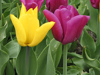 Tulipán, una flor con historia 12