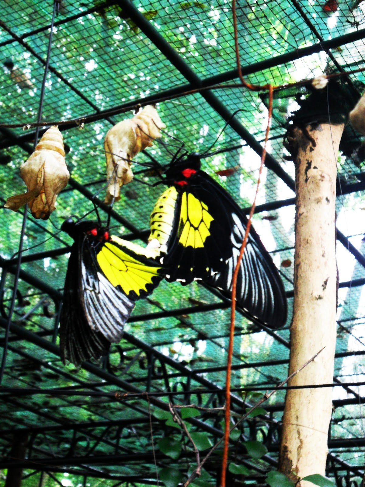 Butterfly Aviary