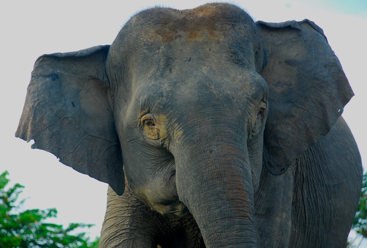 Woodland Park Zoo Blog Borneo's elephants get a helping hand from new