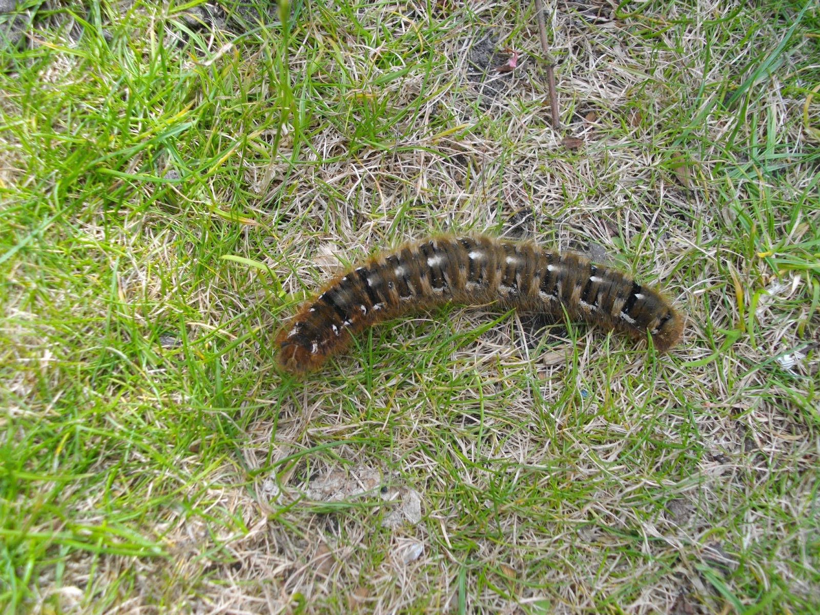 Birds And Beer Hairy Caterpillar Guide