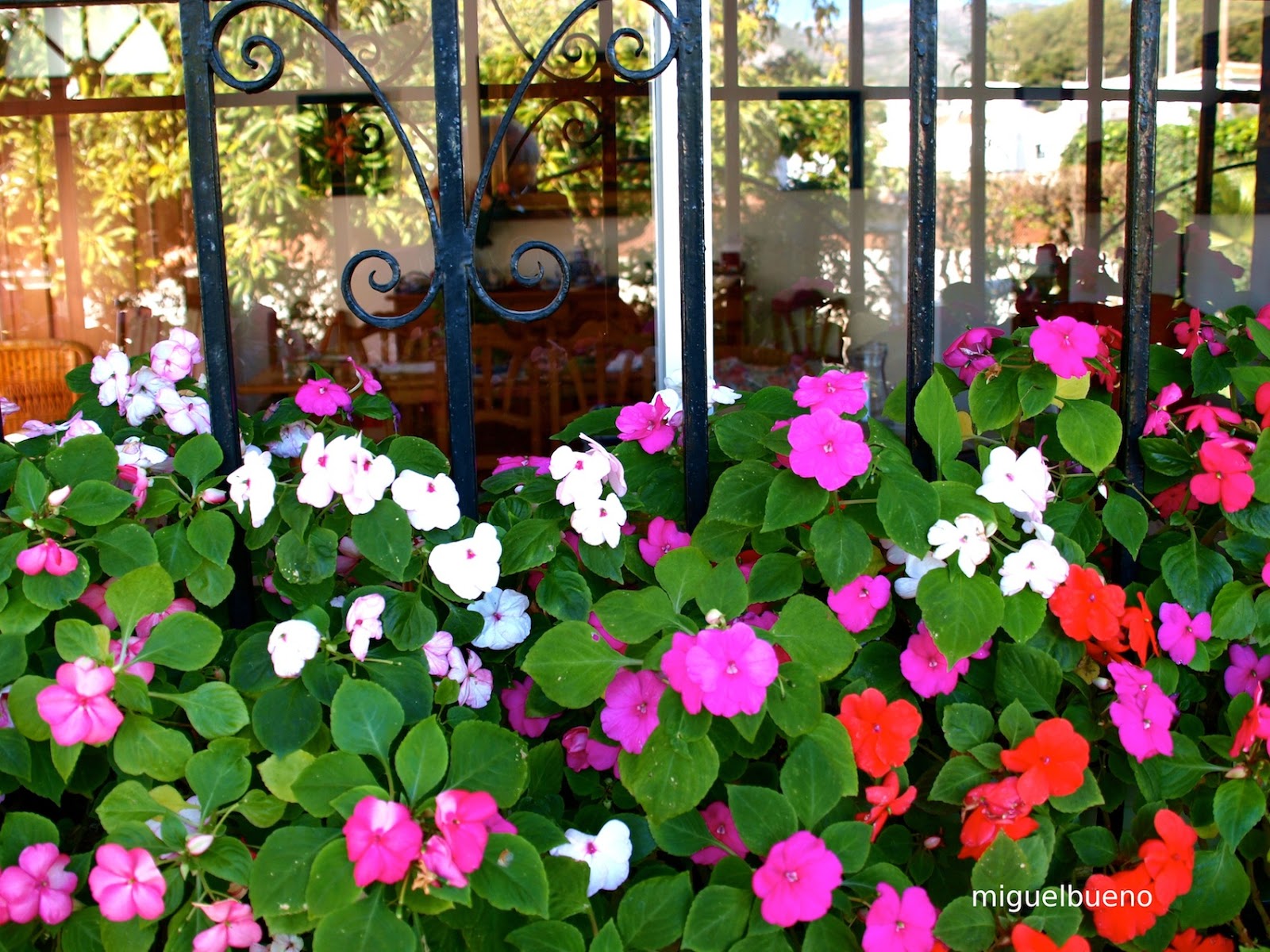Piedra: Nerja. Flores de enero