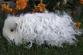 スキニーギニアピッグ かわいい