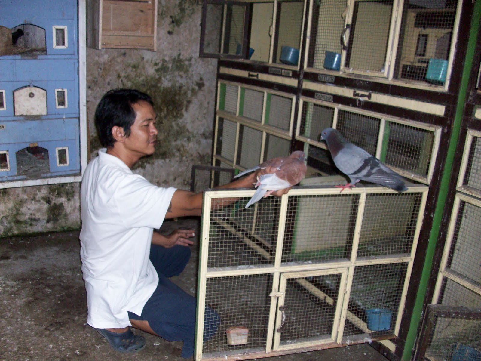 Akrab Herman Barlianto Tampak Dengan Burung Miliknya Akrab Herman Barlianto Tampak Dengan Burung Miliknya
