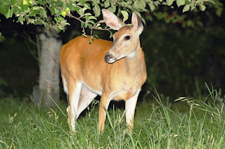 Doe at Night Doe at Night