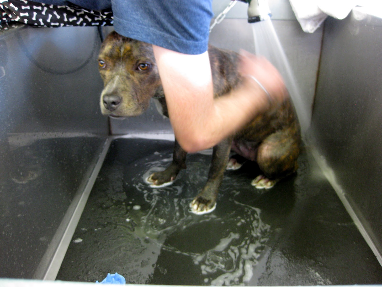 Pitlandia Getting a Bath for Labor Day!