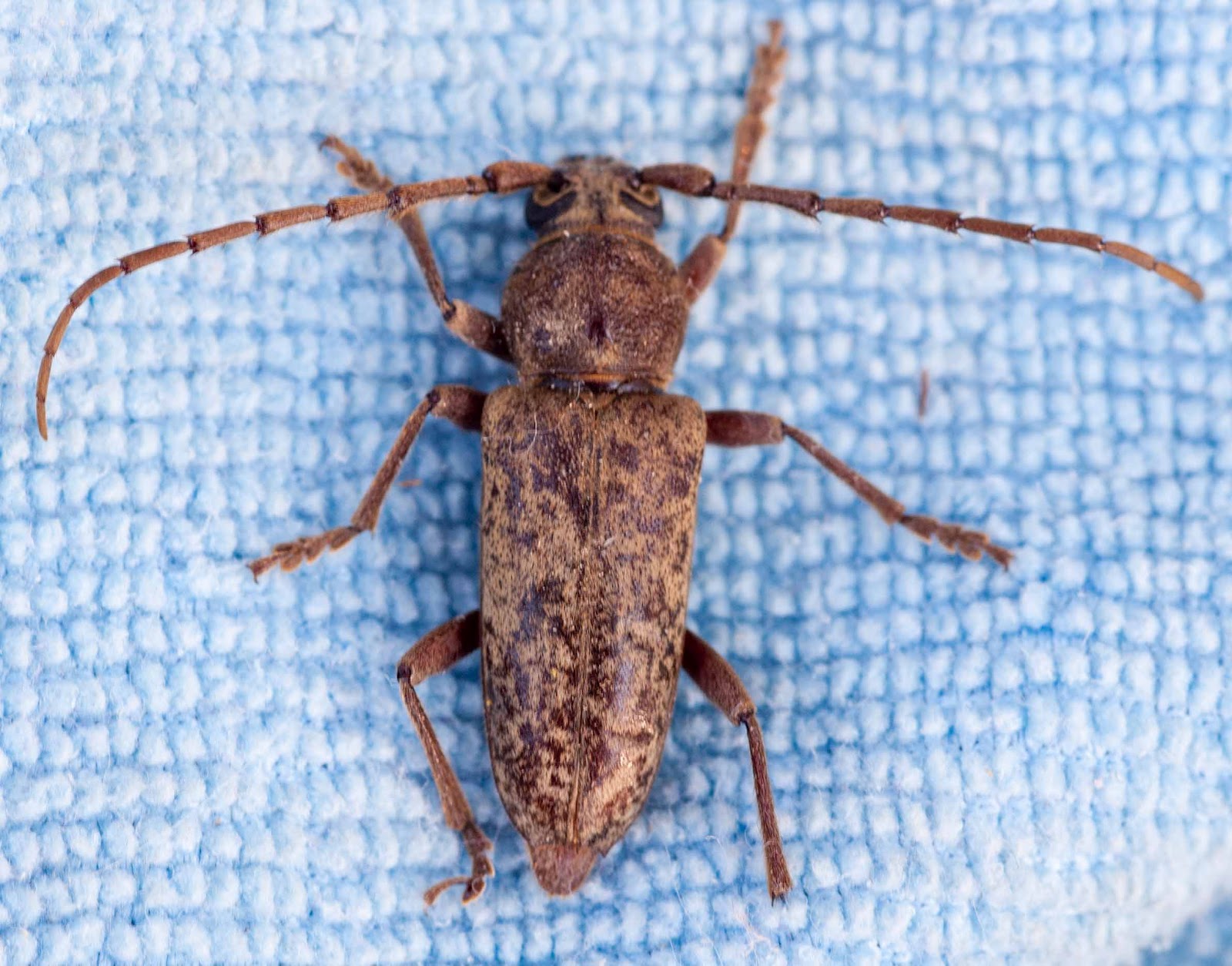 Window on a Texas Wildscape Meet a beetle