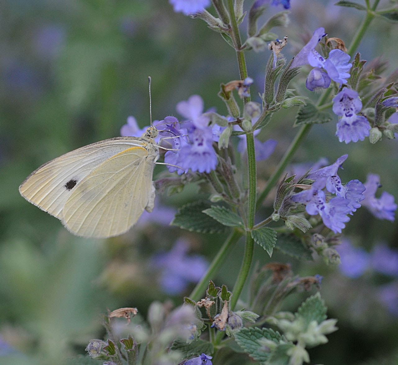 Contest underway Find the first Cabbage White Butterfly California