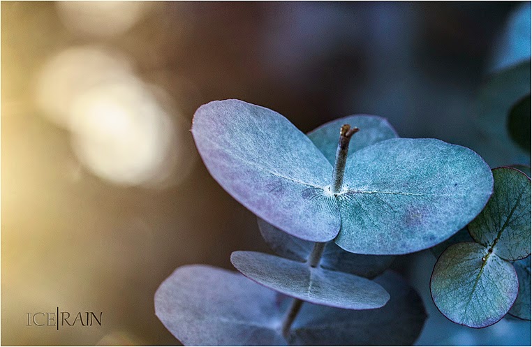 emerging photographers, Best Photo of the Day in Emphoka by Ice - Rain, https://flic.kr/p/qR3W2K emerging photographers, Best Photo of the Day in Emphoka by Ice - Rain, https://flic.kr/p/qR3W2K