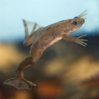 african clawed frog