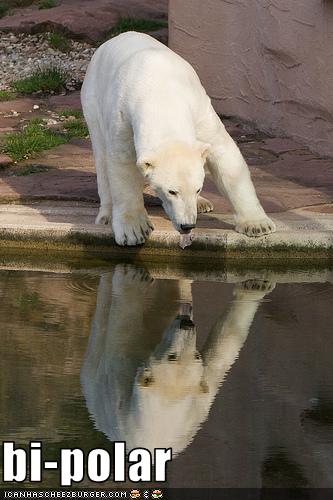 cute funny bi polar gif cute funny bi polar gif