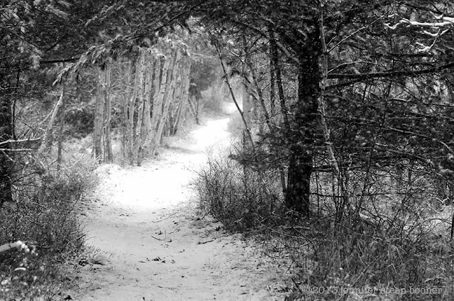 snow on the Jesup Path, Acadia National Park, Bar Harbor, Maine winter woodland