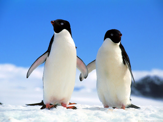Adelie Penguins | The Life of Animals