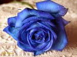 lovely blue rose :)