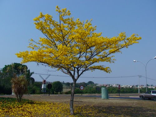 jardim ipe jaguariuna:Dessalina: Jaguariúna, Holambra, Campinas jardim ipe jaguariuna:Dessalina: Jaguariúna, Holambra, Campinas