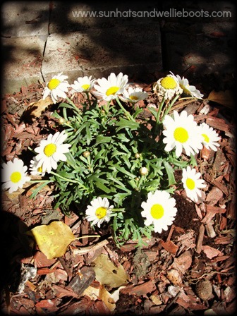 Sun Hats & Wellie Boots: DIY Butterfly Garden - created with Recycled