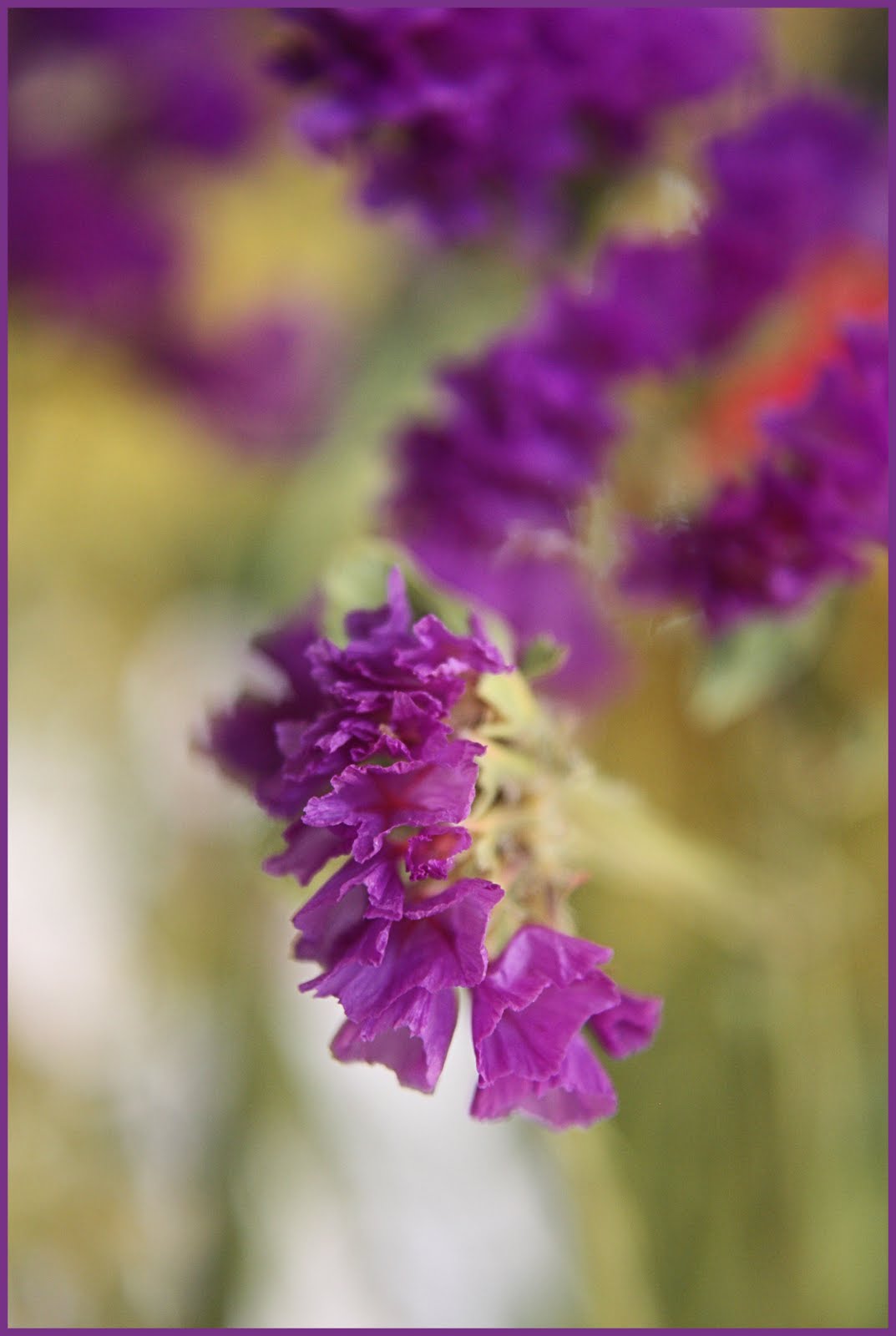 CARLETTA'S CAPTURES Purple Statice A Filler Flower