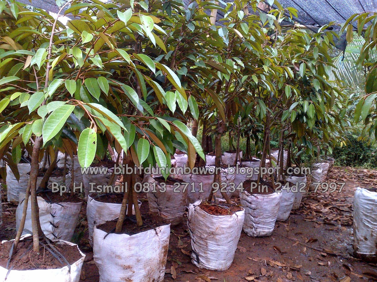 gambar bibit durian bawor asli gambar pohon di rebanas rebanas gambar bibit durian bawor asli gambar pohon di rebanas rebanas