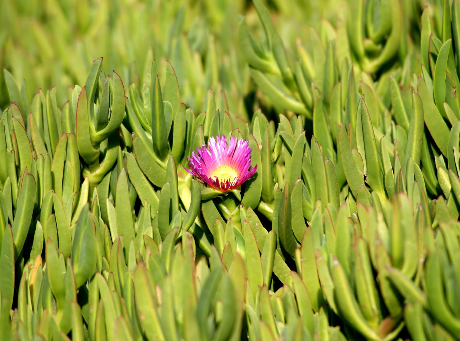 A photo, A thought............ Plant Sea fig blooms splash in South
