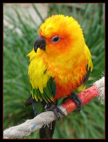Contour Parrot