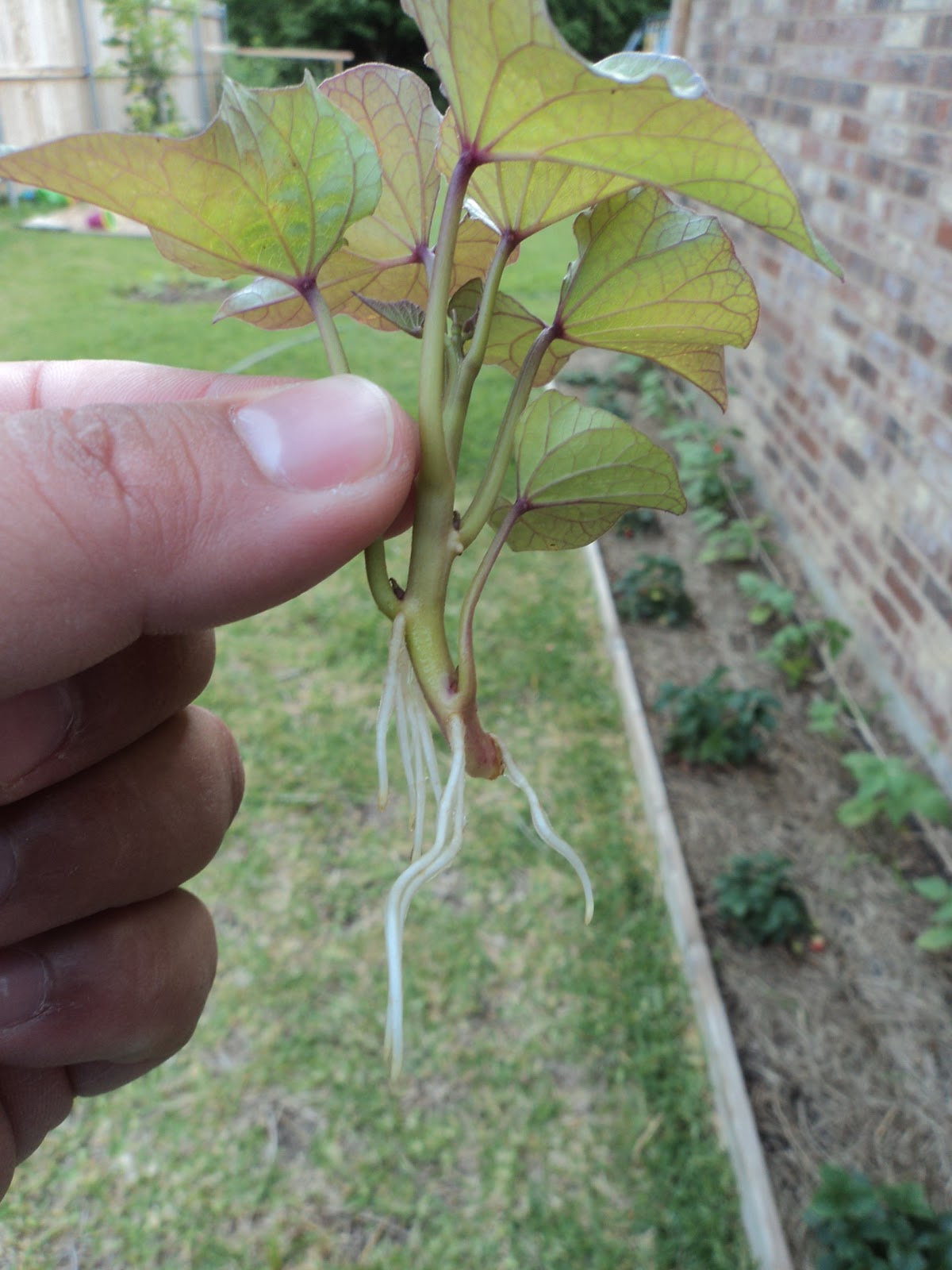 Our Provident Life Grow your own Sweet Potato Slips