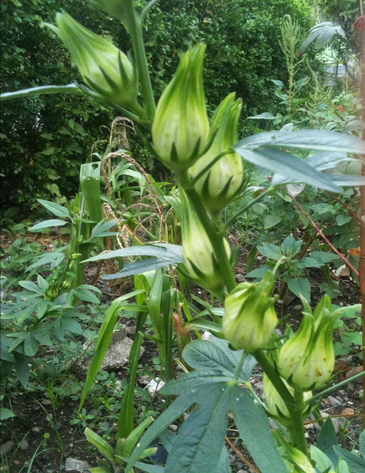 Home Remedies White Sorrel