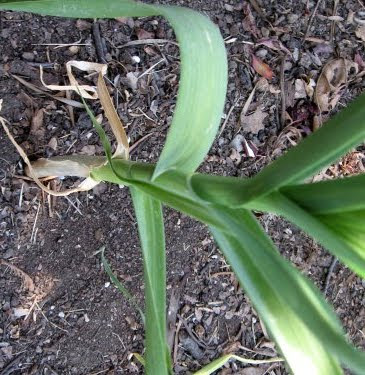 homegrown garlic