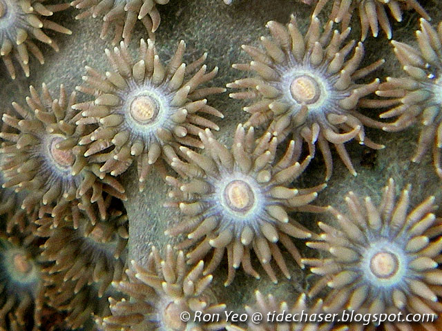an analysis of hard coral organism species Life on the bahamian coral reef • observe and identify the organisms in a bahamian coral reef ecosystem • construct a coral reef food web hard corals have microscopic algae called zooxanthellae living within their tissues in a mutualistic symbiotic relationship zooxanthellae supply corals with food and oxygen. an analysis of hard coral organism species Life on the bahamian coral reef • observe and identify the organisms in a bahamian coral reef ecosystem • construct a coral reef food web hard corals have microscopic algae called zooxanthellae living within their tissues in a mutualistic symbiotic relationship zooxanthellae supply corals with food and oxygen.