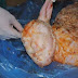 Ovelha nasce com rosto humano na Turquia