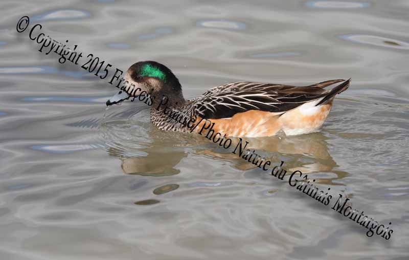 Canard de chiloé ♂