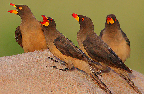 amazing animals 10 extremes animals whose names begin with the letter o 7 letter birds names