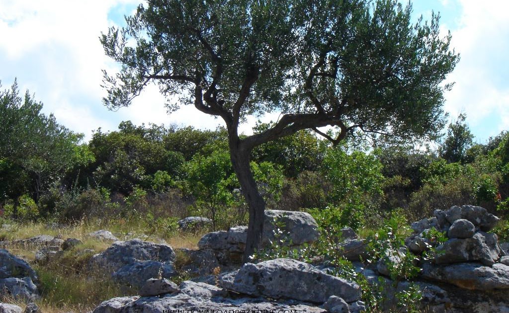 1024x768 Free Wallpapers for Desktop: Olive tree