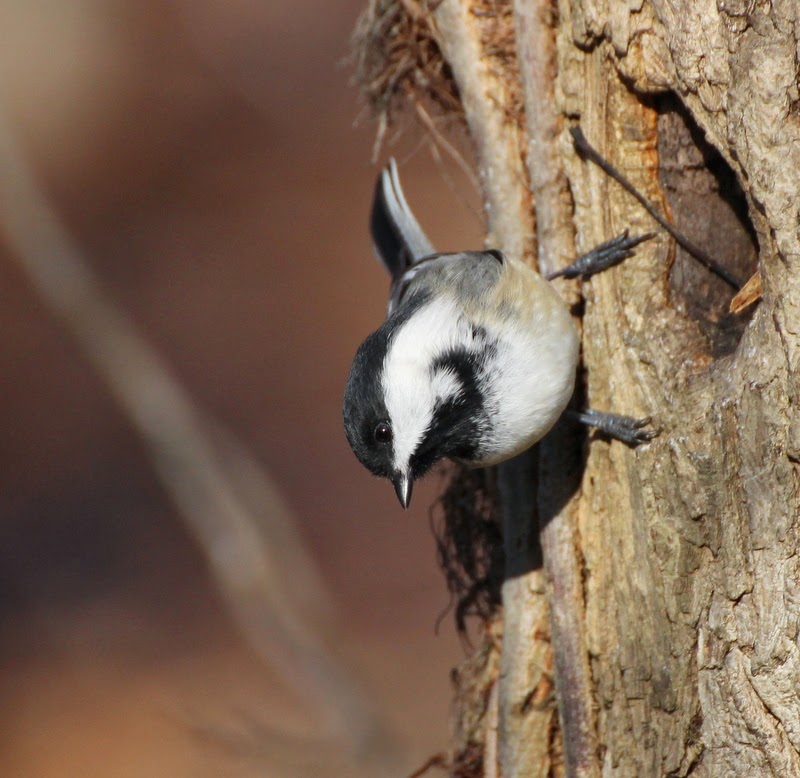 Listening in Nature: Chickadee Call-and-Response