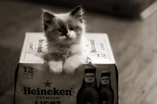  cute kitten photo 