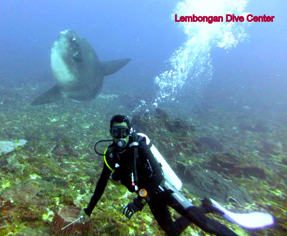 Lembongan Dive Center