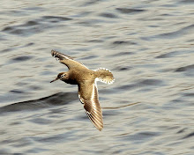 Fly Flatts Common Sandpiper