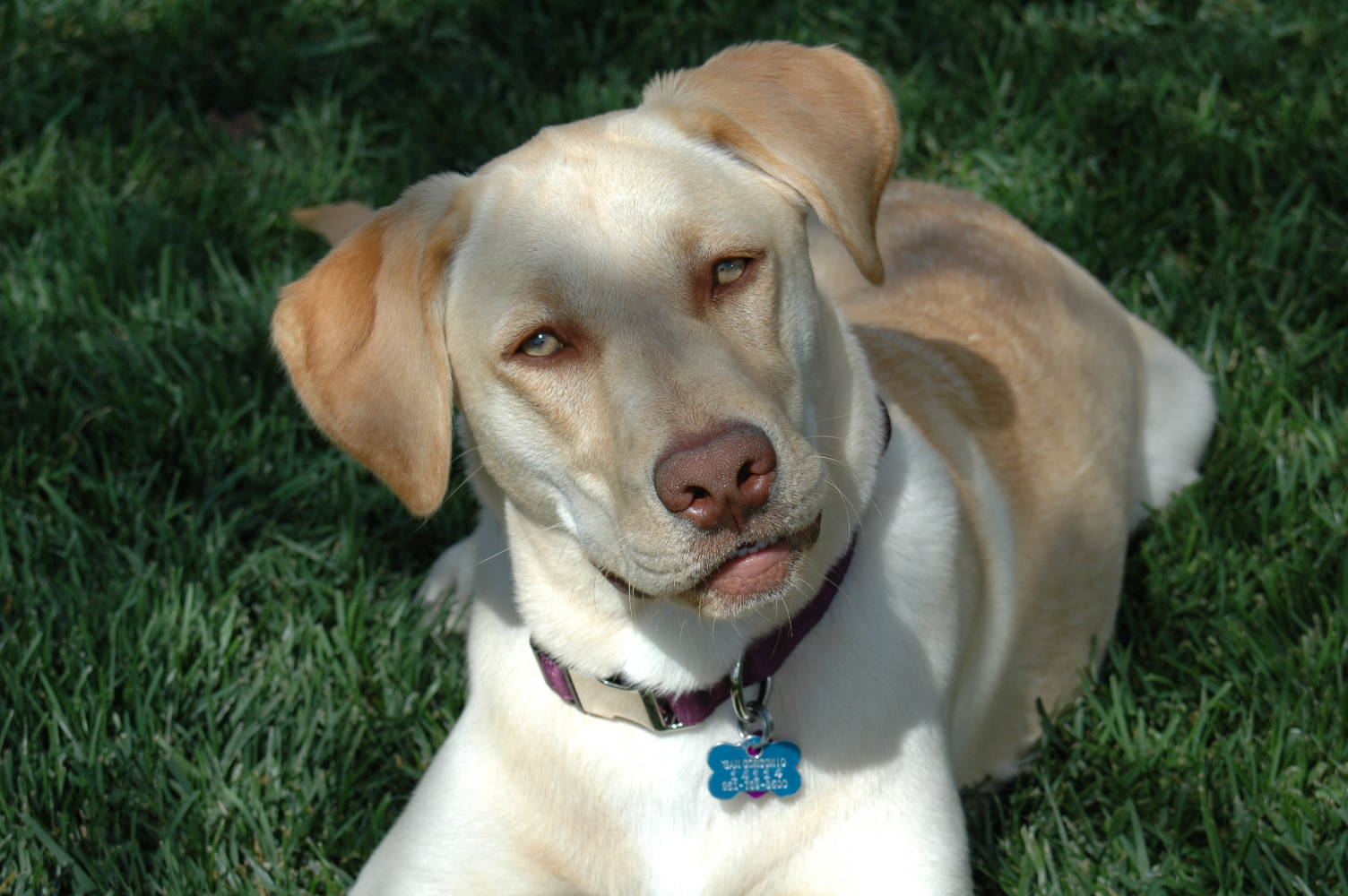 Labrador Retriever Hair Cut | All About Labradors