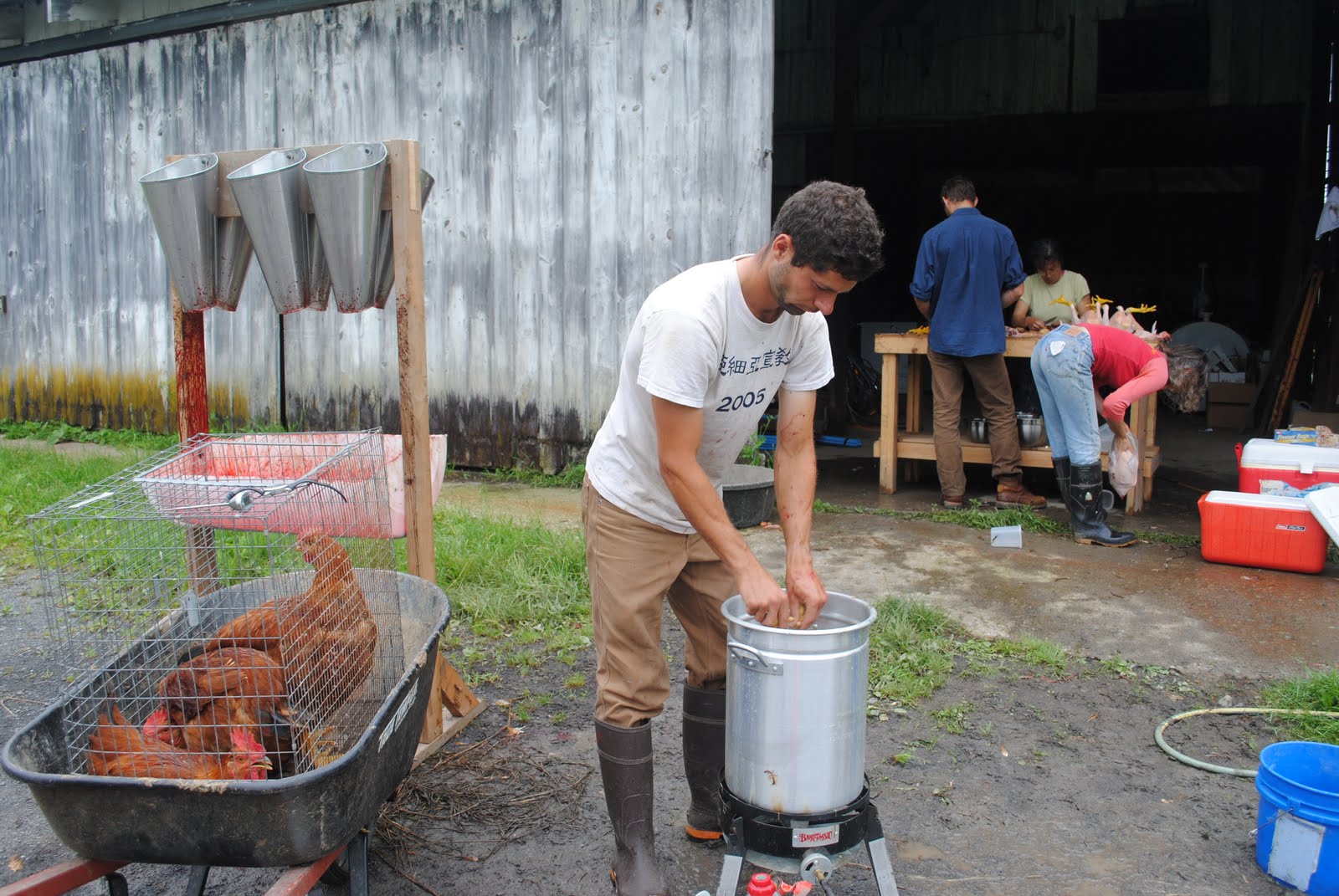 Killing chickens essay 06 image