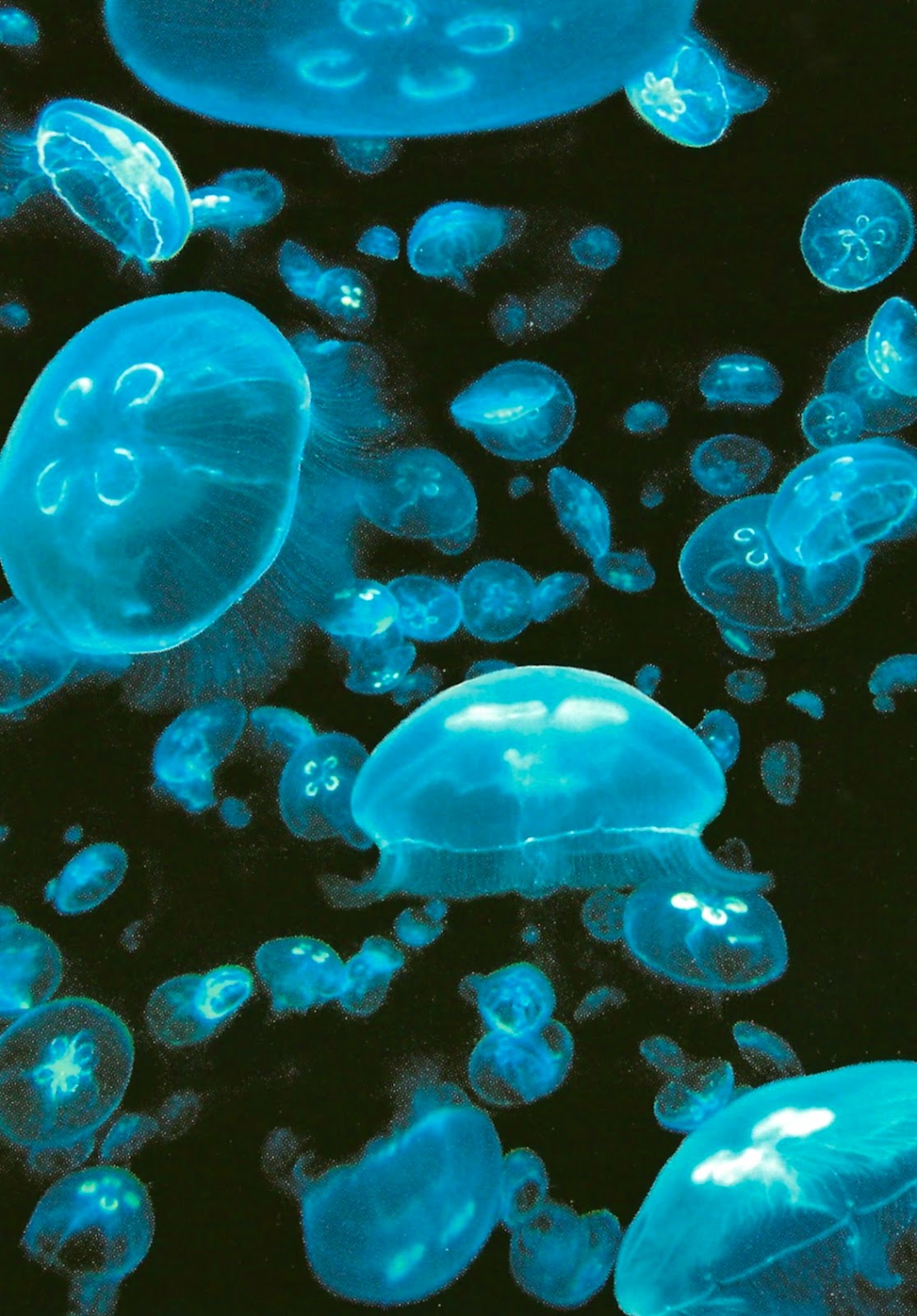 Plastic Bag Jellyfish