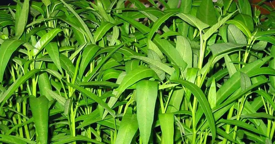 Healing Wonders Of Herbs: Treatment for Constipation