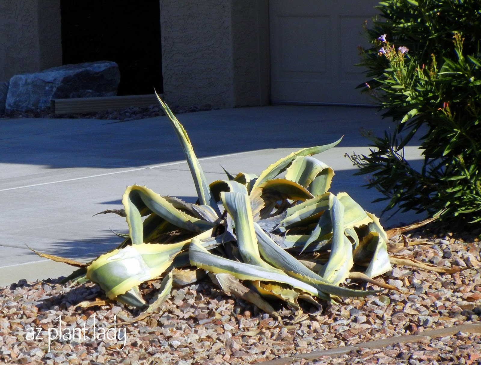 agave snout weevil Archives Ramblings from a Desert Garden