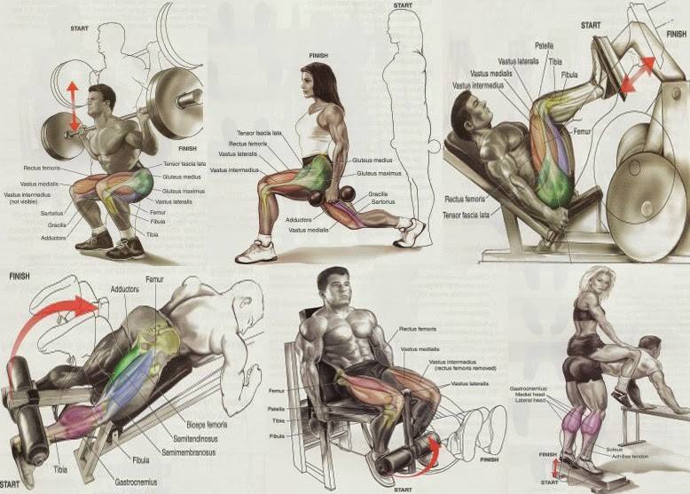 Bodybuilding Chest Exercises Chart