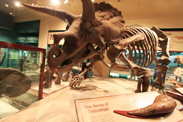 The skeleton of tricelatops at National History Museum in Washington DC, USA The skeleton of tricelatops at National History Museum in Washington DC, USA