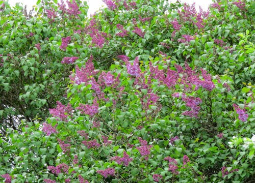 lilac blossoms