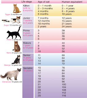Cat Age Compared to Human Age
