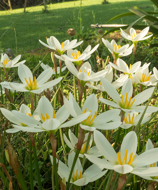 Zephyranthes candida Zephyranthes candida