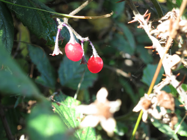 Two Woody Nightshade berries in an autumn bramble patch
