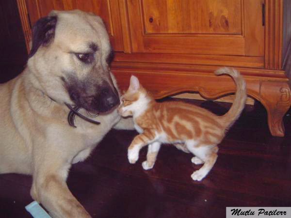 İşte,dünyanın en pahalı 5 kedi cinsi İşte,dünyanın en pahalı 5 kedi cinsi